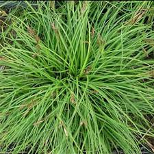 Attēlu rezultāti vaicājumam “Carex paniculata”