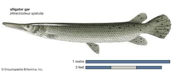 Image result for Atractosteus spatula