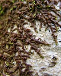 Attēlu rezultāti vaicājumam “Frullania fragilifolia macro”