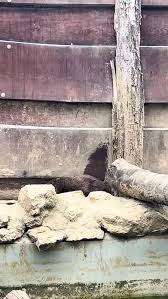 Image result for Otters Old Time Dance Club