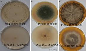 Attēlu rezultāti vaicājumam “Diderma globosum spores”
