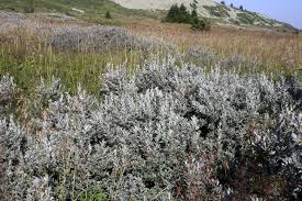 Attēlu rezultāti vaicājumam “Salix lapponum leaf”