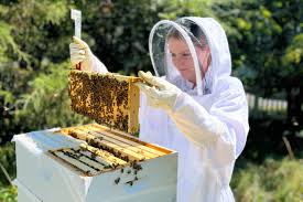 Image result for Boccia In Epsom & Ewell (Bees)