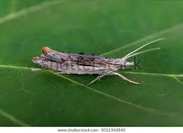 Attēlu rezultāti vaicājumam “Ypsolophidae”