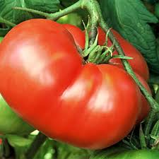 Afbeeldingsresultaat voor mortgage lifter bicolor strain tomato