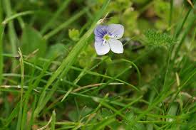 Attēlu rezultāti vaicājumam “Veronica filiformis”