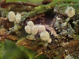 Attēlu rezultāti vaicājumam “Arcyria minuta stalked”