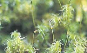 Attēlu rezultāti vaicājumam “Racomitrium canescens”