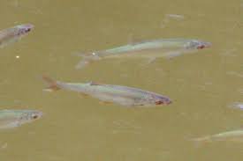 Image result for Rutilus caspicus