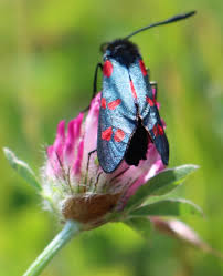 Attēlu rezultāti vaicājumam “Arctiidae”