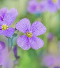 Image result for Aubrieta hybrida (cultorum)