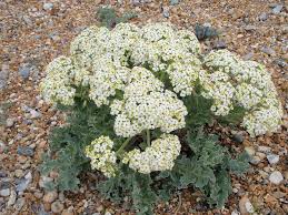 Attēlu rezultāti vaicājumam “Potamogeton trichoides leaf”
