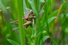 Attēlu rezultāti vaicājumam “Stethophyma grossum”