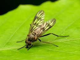 Attēlu rezultāti vaicājumam “Rhagionidae”