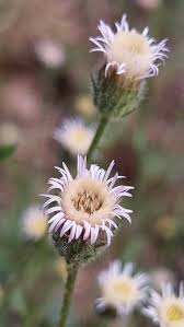 Attēlu rezultāti vaicājumam “Erigeron acris flower”