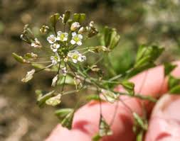 Attēlu rezultāti vaicājumam “Capsella bursa-pastoris flower”