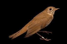 Image result for Catharus fuscescens