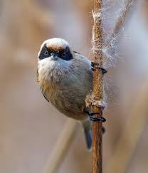 Attēlu rezultāti vaicājumam “Remiz pendulinus adult”