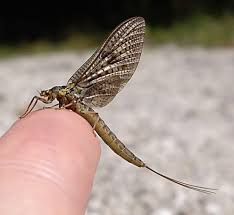 Attēlu rezultāti vaicājumam “Ephemera vulgata”