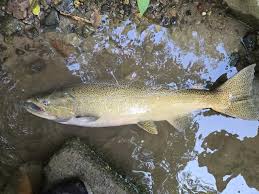 Image result for Oncorhynchus tshawytscha