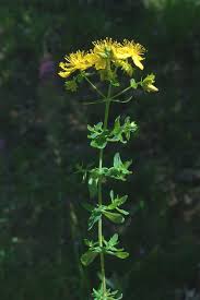 Attēlu rezultāti vaicājumam “Hypericum maculatum leaf”