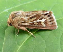 Attēlu rezultāti vaicājumam “Cerapteryx graminis”