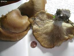 Attēlu rezultāti vaicājumam “Pleurotus ostreatus”