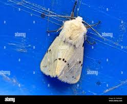 Attēlu rezultāti vaicājumam “Spilosoma lutea imago”