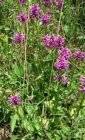 Attēlu rezultāti vaicājumam “Stachys officinalis leaf”