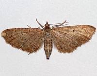 Attēlu rezultāti vaicājumam “Eupithecia satyrata”