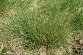 Attēlu rezultāti vaicājumam “Nardus stricta flower”