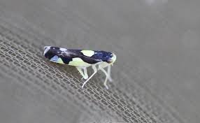 Attēlu rezultāti vaicājumam “Eupteryx vittata”