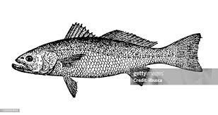 Image result for Cynoscion regalis