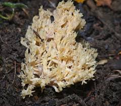 Attēlu rezultāti vaicājumam “Clavulina coralloides”