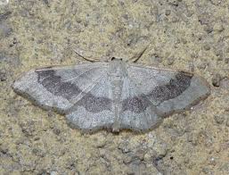 Attēlu rezultāti vaicājumam “Idaea aversata”