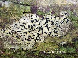 Attēlu rezultāti vaicājumam “Alyxoria varia”