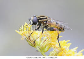 Attēlu rezultāti vaicājumam “Helophilus hybridus”