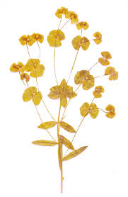 Attēlu rezultāti vaicājumam “Euphorbia virgata leaf”