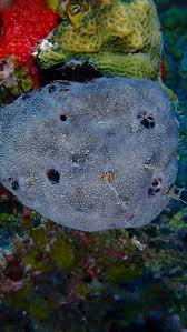 Attēlu rezultāti vaicājumam “Spongia”