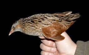 Image result for Crex crex