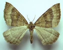 Attēlu rezultāti vaicājumam “Larentia clavaria”