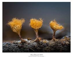 Attēlu rezultāti vaicājumam “Physarum gravidum macro”