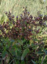Attēlu rezultāti vaicājumam “Scrophularia umbrosa flower”