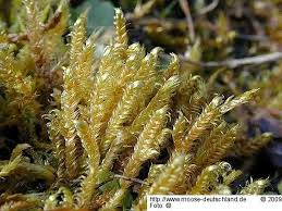 Attēlu rezultāti vaicājumam “Calliergonella lindbergii”