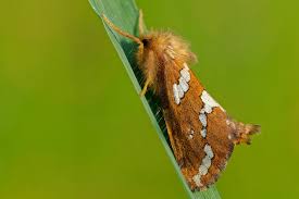 Attēlu rezultāti vaicājumam “Phymatopus hecta”