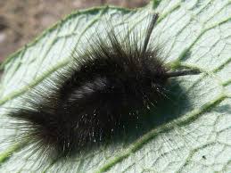 Attēlu rezultāti vaicājumam “Gynaephora selenitica”