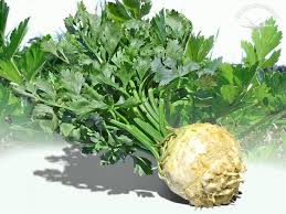 Image result for Sellerie