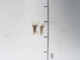 Attēlu rezultāti vaicājumam “Bidens cernua”