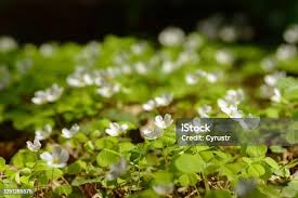 Attēlu rezultāti vaicājumam “Oxalis acetosella fruit”