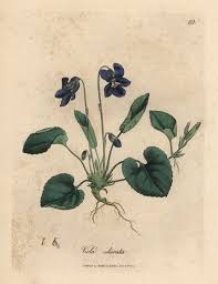 Image result for Viola odorata